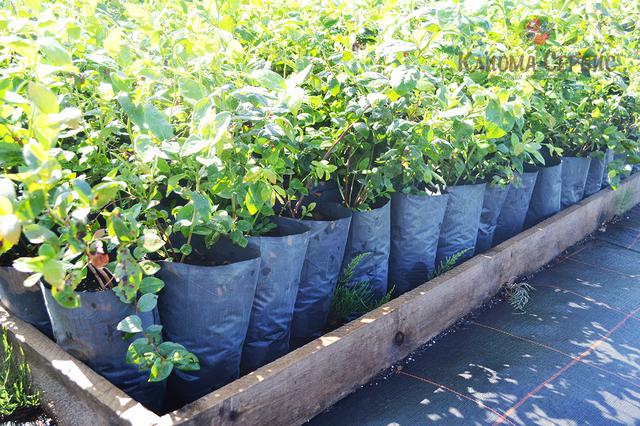 Купити поліетиленові пакети для розсади за цінами виробника. пакети для саджанців, пакети для расссады, купити пакети для розсади в Україні