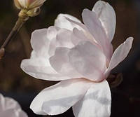 Магнолия Alixeed Magnolia stellata Alixeed c 20 l h 180