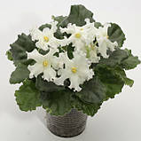 Golden Autumn — Золота Осінь, фото 2