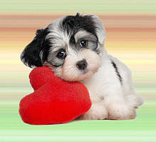 1133760922_w800_h640_cute_puppy_1.jpg