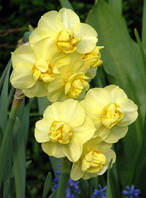 Луковиці багатоквіткових нарцисів Yellow Cherfuhess 2 шт.