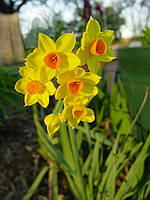 Луковиці мультиквіткових нарцисів Grand Soleil d'Or 2 шт.