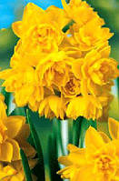 Луковиці мультиквіткових нарцисів Golden Rain 2 шт.