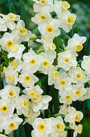 Луковиці мультиквіткових нарцисів Avalanche 2 шт.