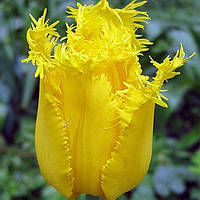 Луковиці тюльпанів бахромчастий Royal Sphinx 3 шт.