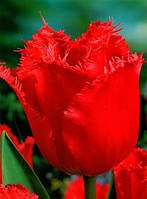 Луковиці тюльпанів бахромчастий Red Wing 3 шт.
