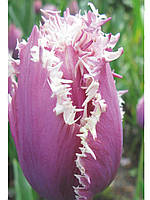 Луковиці тюльпанів бахромчастий Cummins 3 шт.