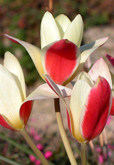 Луковиці тюльпанів ботанічних Tinka 5 шт., фото 1