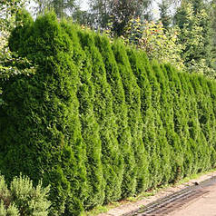 Туя західна Смарагд саджанець в горщику 1 л