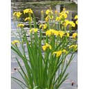 Ірис аировидный махровий (Iris pseudacorus)., фото 2