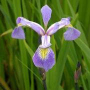 Ірис різнобарвний "Iris versicolor"