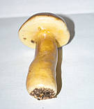 Штучний гриб білий, муляж овочів, овочі для декору, фото 2