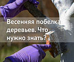 12 порад по весняній побілці дерев