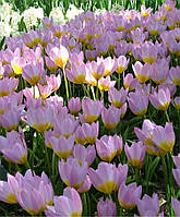 Луковиці тюльпанів ботанічних Lilac Wonder 5 шт.