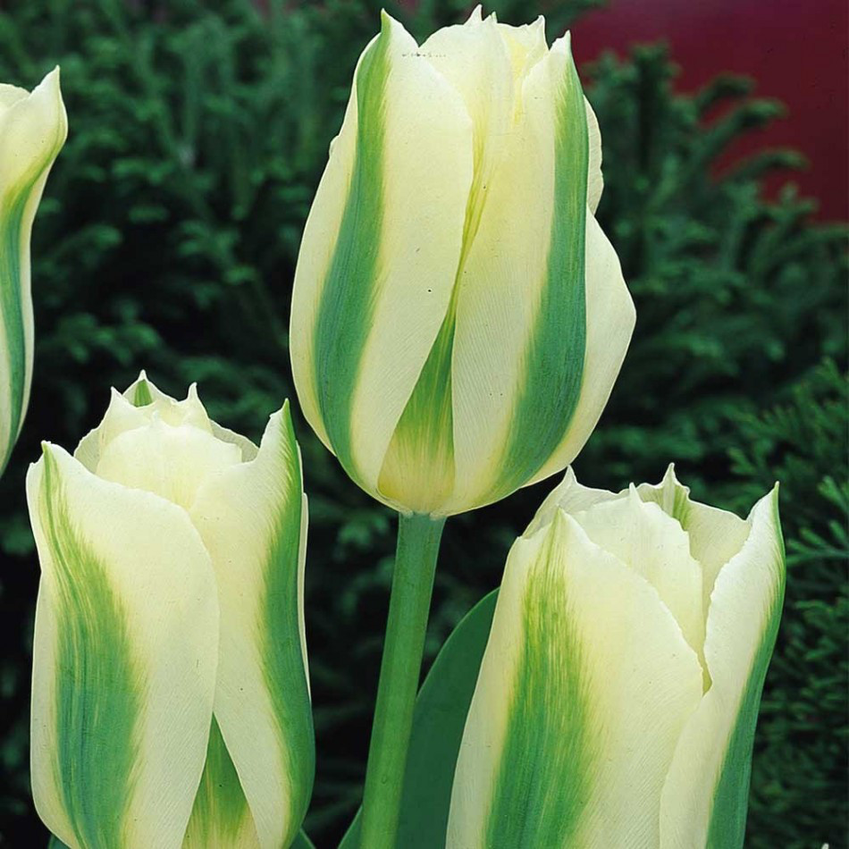 Луковиці тюльпанів віридіфлора Spring Green 3 шт.