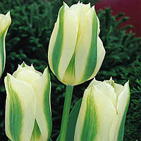 Луковиці тюльпанів віридіфлора Spring Green 3 шт.