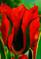Луковиці тюльпанів віридіфлору Holywood 2 шт.