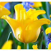 Луковиці тюльпанів хвилястих Yellow Crown 3 шт.