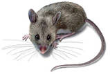 Боротьба з мишами на складах у Харкові, фото 2