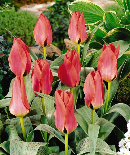 Луковиці тюльпанів Грейга Diantha 3 шт.