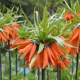 Цибулини фритиляріі