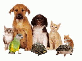 Все для домашніх улюбленців