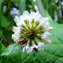 Конюшина біла повзуча (Trifolium repens L), 0,5 кг, фото 5