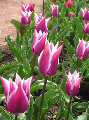 Луковиці тюльпанів лілієподібних Claudia 3 шт.