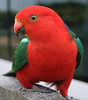 Австралійський королівський папуга
