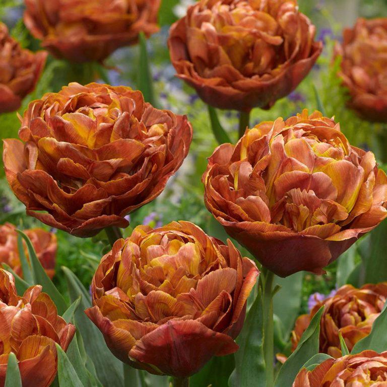 Луковиці тюльпанів махрових Brownie 2 шт.