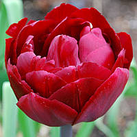 Луковиці тюльпанів махрових Uncle Tom 10/11 30 шт.