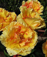 Луковиці тюльпанів махрових + бахромчастих Vaya Con Dios 10/11 30 шт.
