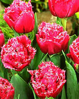 Луковиці тюльпанів махрових + бахромчастих Matchpoint 3 шт.