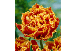 Луковиці тюльпанів махрових + бахромчастих Gold Dust 2 шт.