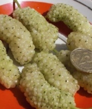 Саджанці шовковиці БІЛЕ ПЕРО королівського голуба (дворічний) раннього терміну дозрівання