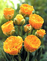 Цибулини тюльпанів махрових+багатоквіткових
