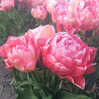 Луковицы тюльпанов махровых + многоцветковых Sunset Tropical 3 шт