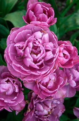 Луковиці тюльпанів махрових + багатобарвних Lilac Perfection 3 шт.