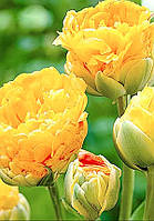 Луковиці тюльпанів махрових + багатобарвних Double Beautu of Apeldoorn3 шт.