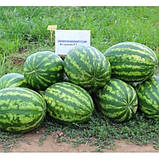 Насіння кавуна Астрахан F1 (1000 нас.) Syngenta, фото 2