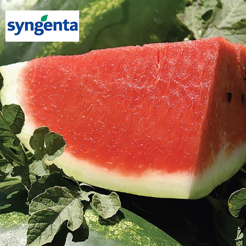 Насіння кавуна Астрахан F1 (1000 нас.) Syngenta, фото 1