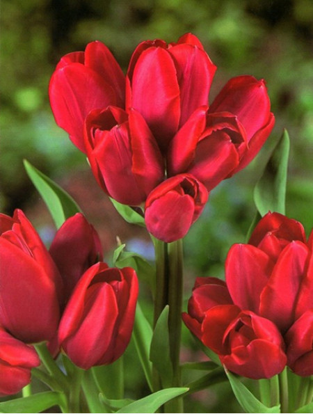 Луковиці тюльпанів багатобарвних Silhouette Bouquet 3 шт.