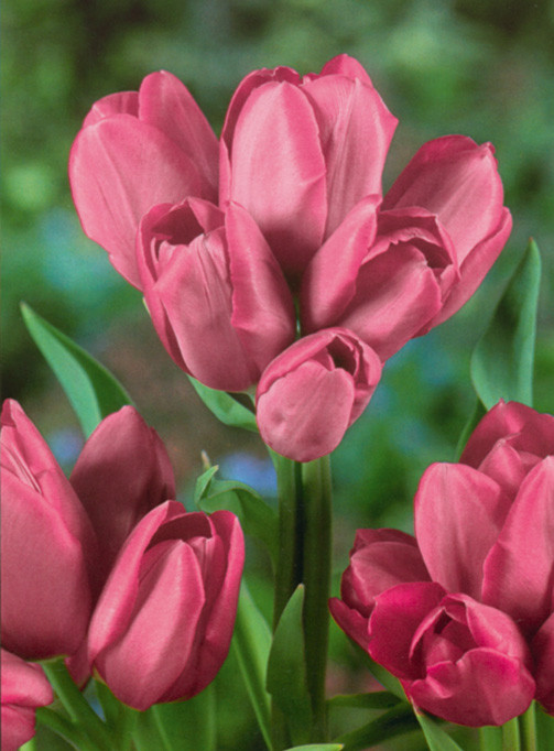 Луковиці тюльпанів багатоквіткових Happy Family 3 шт.