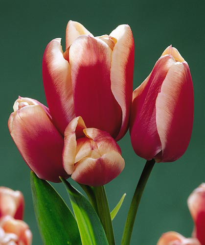 Луковиці тюльпанів багатобарвних Lacky Dragon 3 шт.