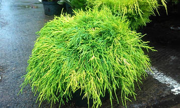 Кипарисовик горохоплідний Санголд (горщик 1,5л)