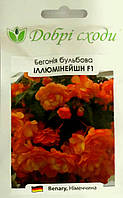 ТМ ДОСРІ СХІ БІгонія ампельна Ілюмінішн F1 жовтогаряча 5 шт.