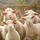 Високоякісні одеяла з вовни меріноса Organic Wool Medium 220 x 200, фото 8