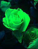 Живі квіти люмінесцентної фарби Нокстон, що світяться, фото 3