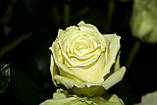 Живі квіти люмінесцентної фарби Нокстон, що світяться, фото 4