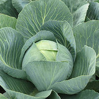 Насіння капусти Золтан F1 (Zoltan F1), 2500 шт., білокачанної середньо-пізній